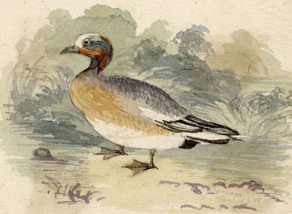 C.H., Wigeon Duck – c.1850s watercolour painting