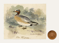 C.H., Wigeon Duck – c.1850s watercolour painting