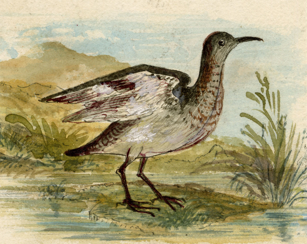 C.H., Sandpiper Bird – c.1850s watercolour painting