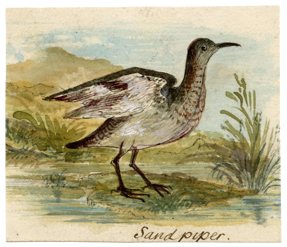 C.H., Sandpiper Bird – c.1850s watercolour painting