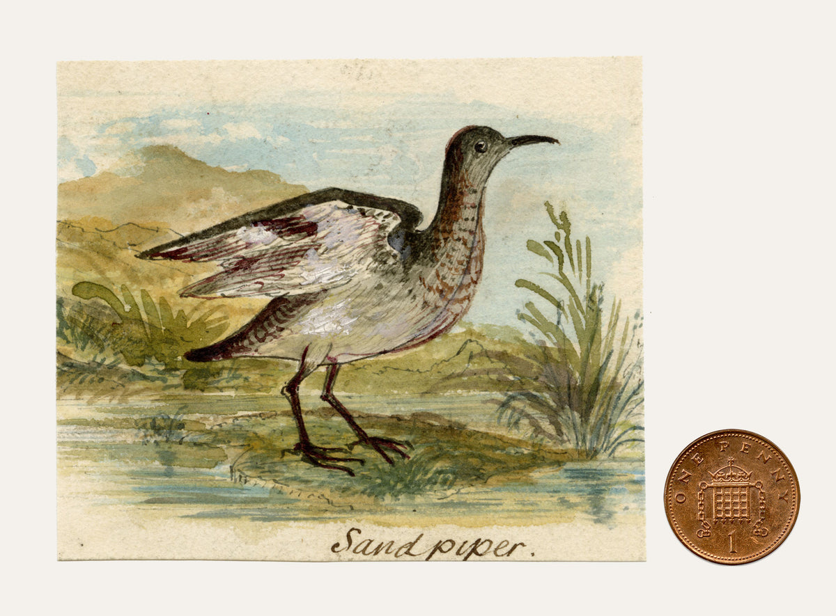 C.H., Sandpiper Bird – c.1850s watercolour painting