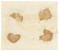 C.H., Sandpiper Bird – c.1850s watercolour painting