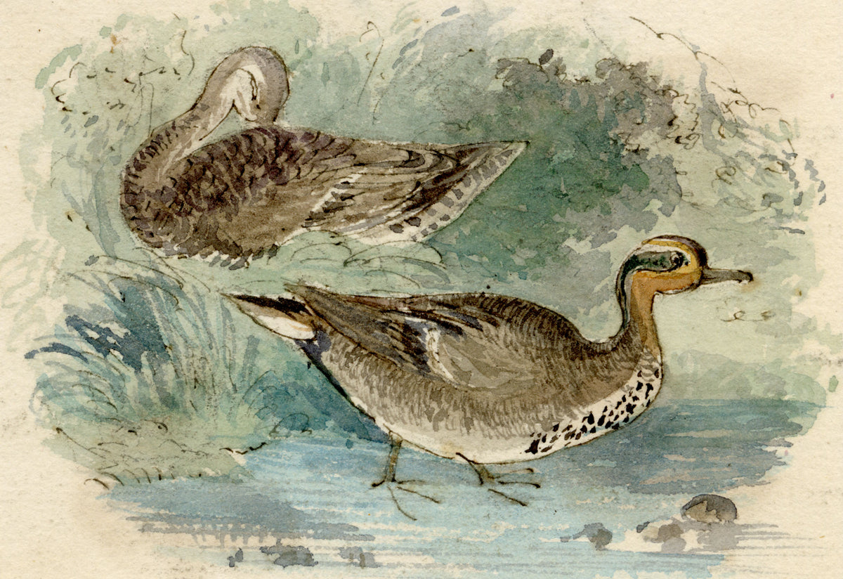 C.H., Teal Ducks – c.1850s watercolour painting