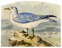 C.H., Common Gull Bird – c.1850s watercolour painting