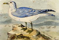 C.H., Common Gull Bird – c.1850s watercolour painting