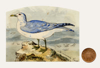 C.H., Common Gull Bird – c.1850s watercolour painting