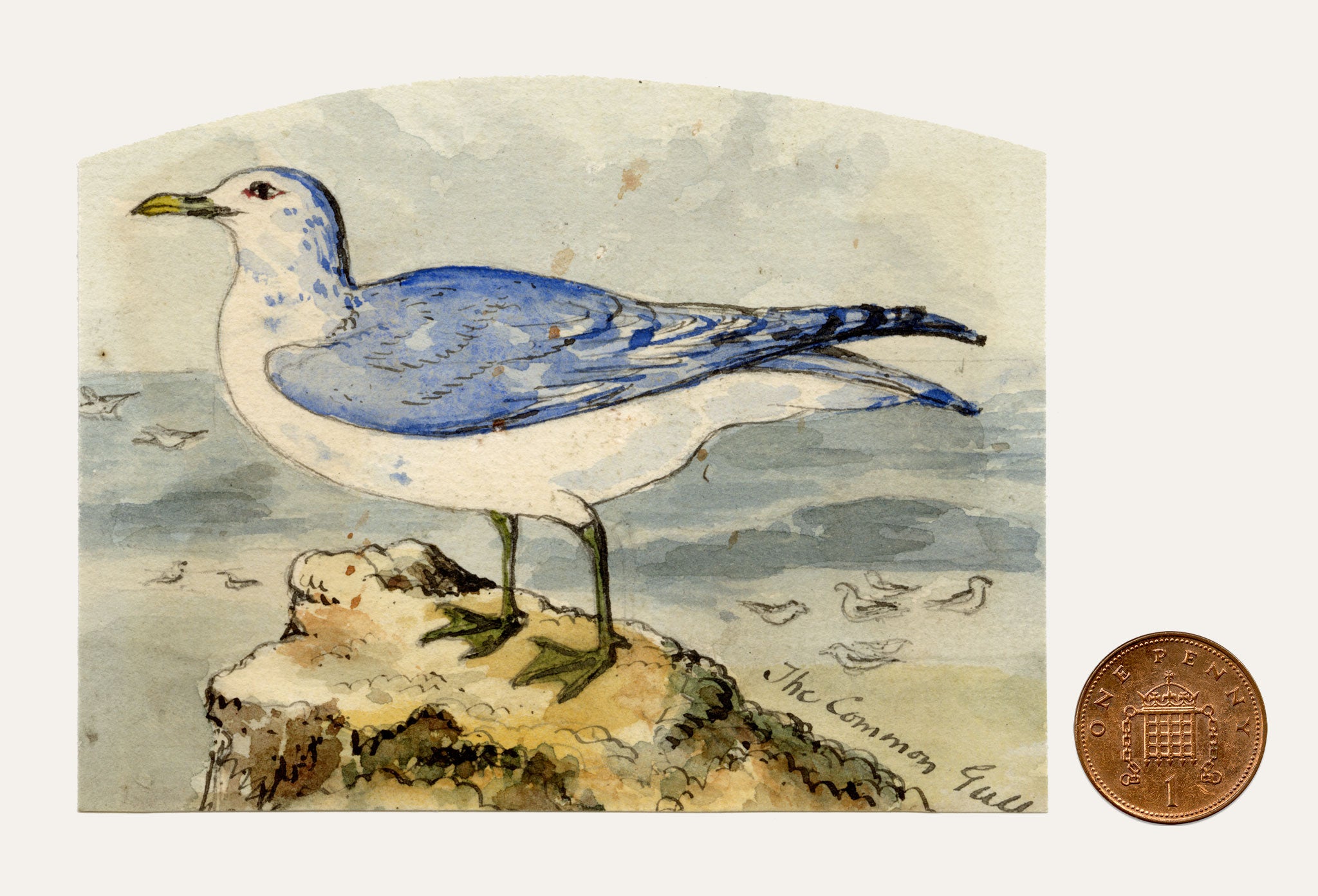 C.H., Common Gull Bird – c.1850s watercolour painting