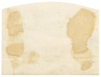 C.H., Common Gull Bird – c.1850s watercolour painting