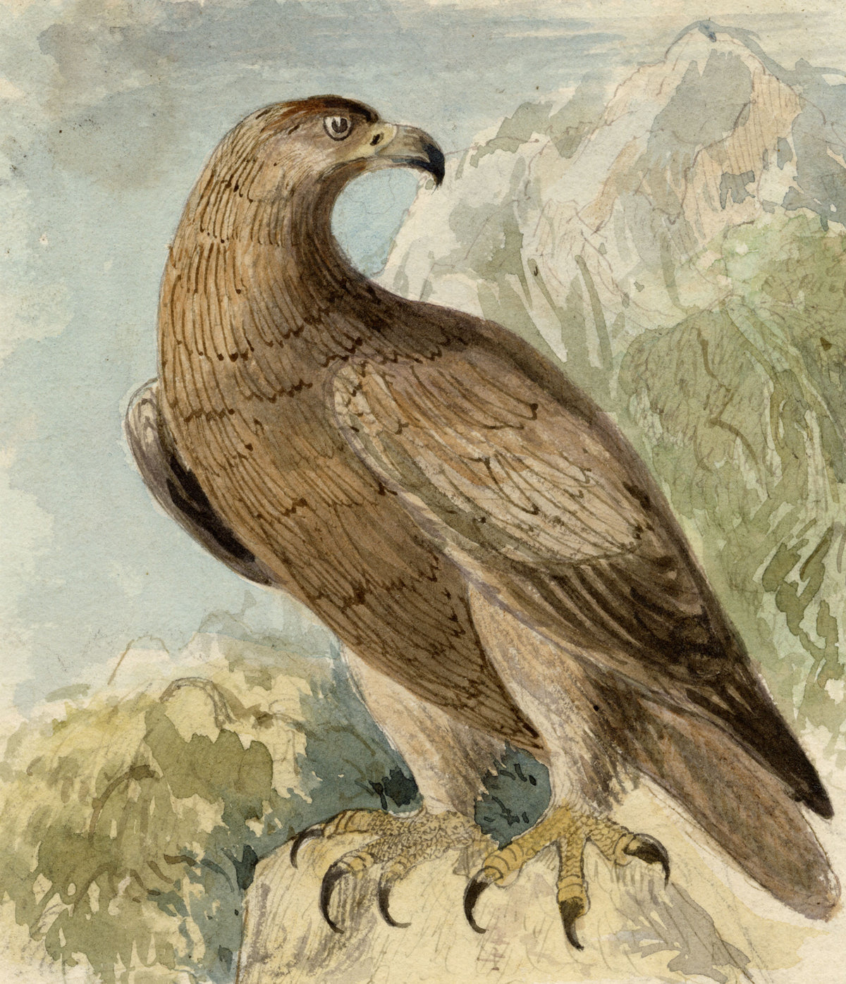 C.H., Eagle Bird of Prey – c.1850s watercolour painting