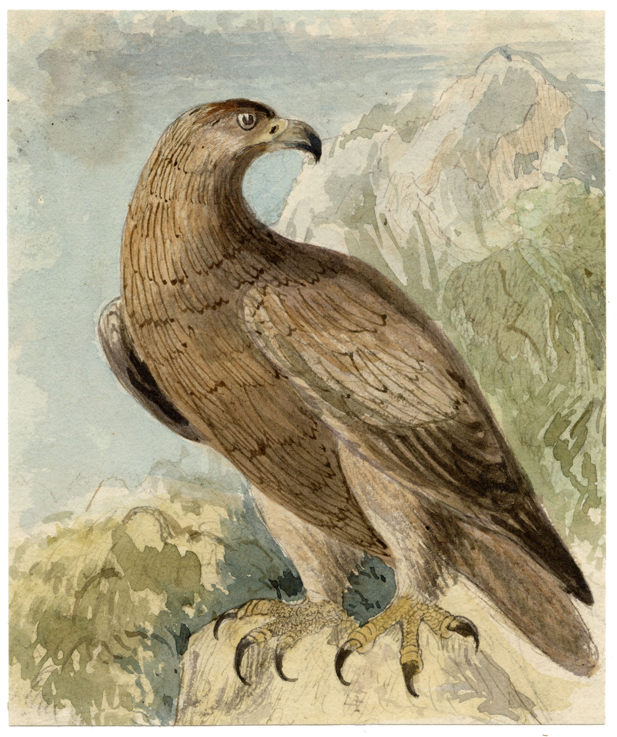 C.H., Eagle Bird of Prey – c.1850s watercolour painting