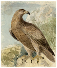 C.H., Eagle Bird of Prey – c.1850s watercolour painting