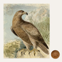 C.H., Eagle Bird of Prey – c.1850s watercolour painting