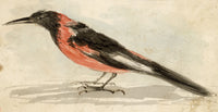 C.H., Golden Oriole Bird – c.1850s watercolour painting