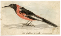 C.H., Golden Oriole Bird – c.1850s watercolour painting