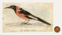 C.H., Golden Oriole Bird – c.1850s watercolour painting