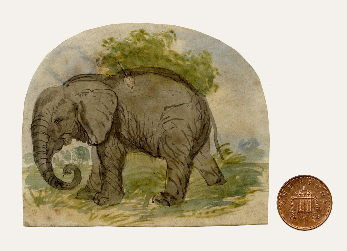 C.H., Elephant – c.1850s watercolour painting