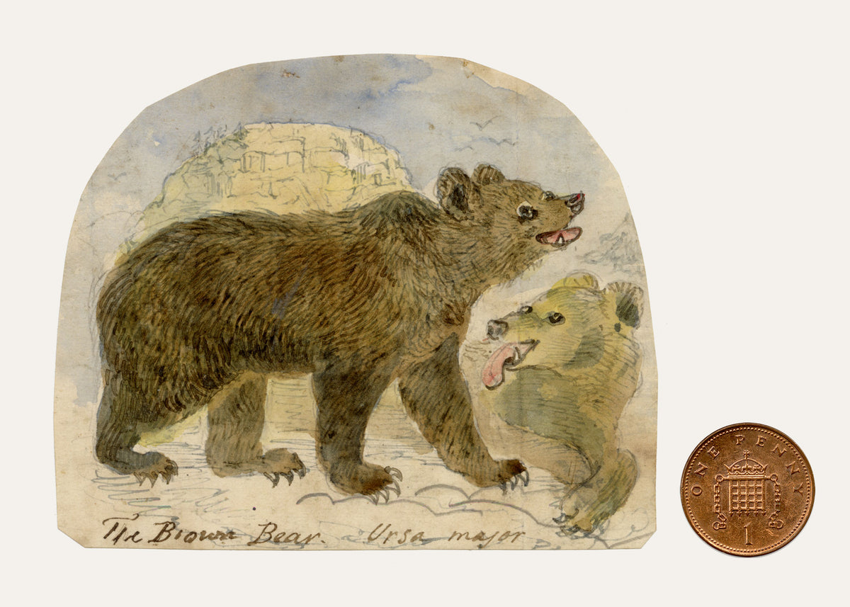 C.H., Brown Bear – c.1850s watercolour painting