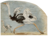 C.H., Ostrich Birds Running – c.1850s watercolour painting
