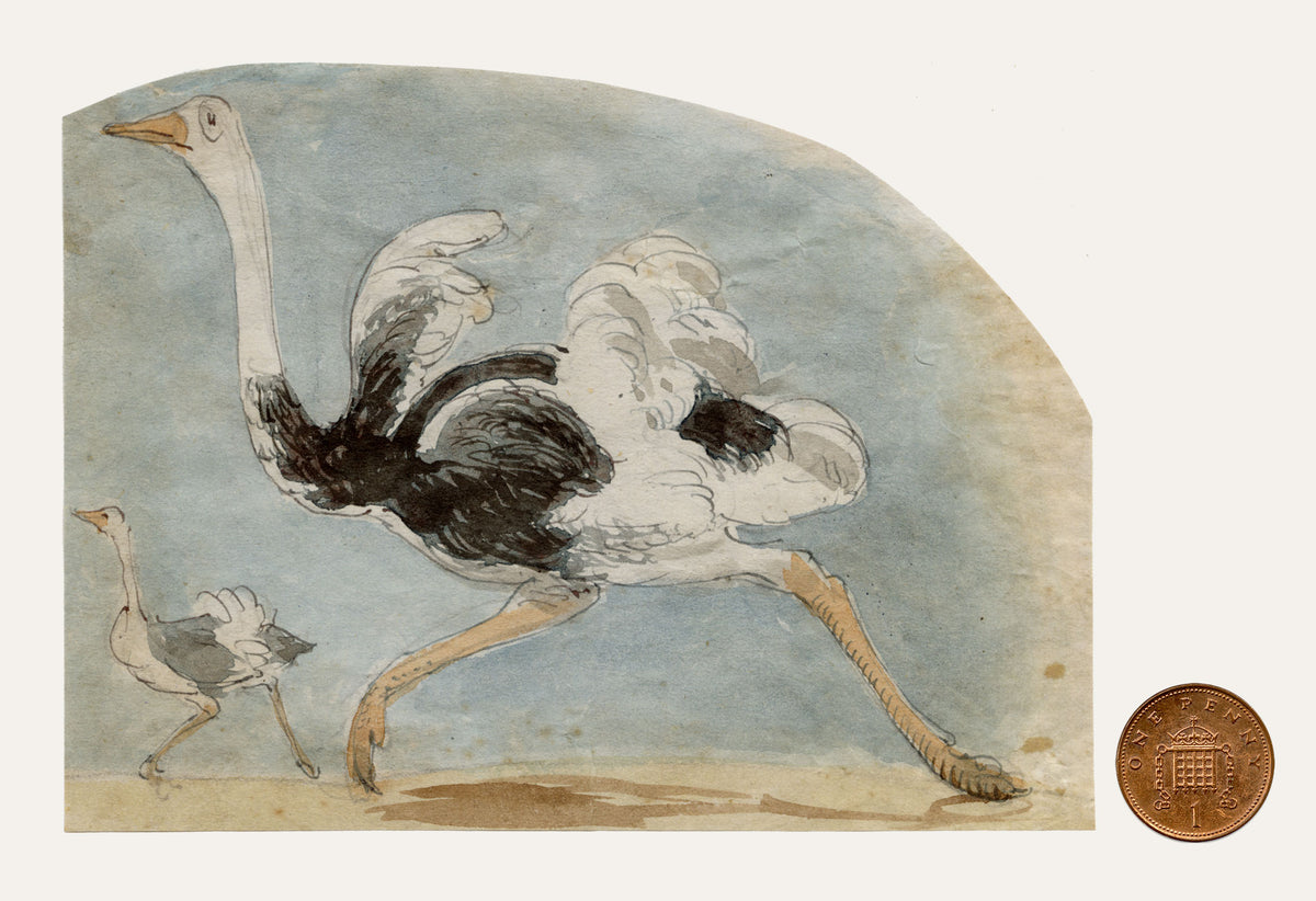 C.H., Ostrich Birds Running – c.1850s watercolour painting