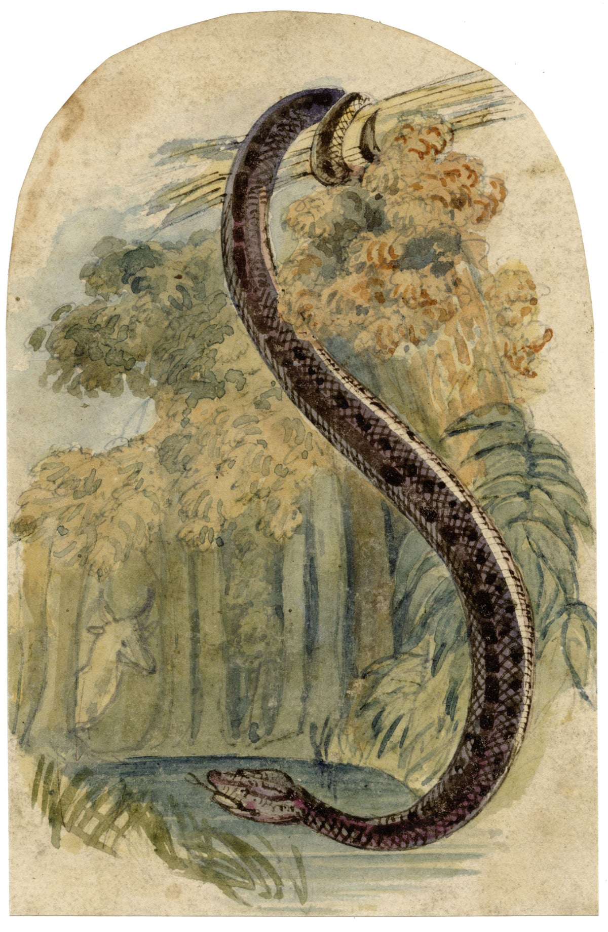 C.H., Anaconda Snake – c.1860s watercolour painting