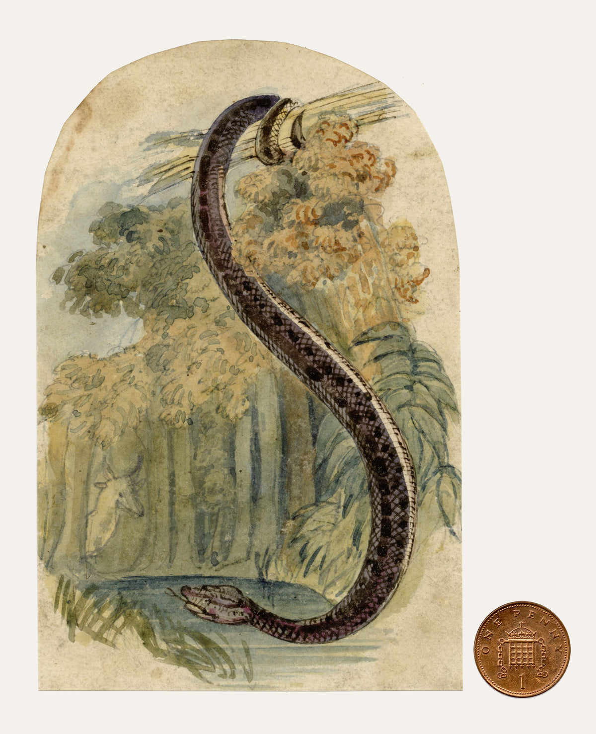 C.H., Anaconda Snake – c.1860s watercolour painting