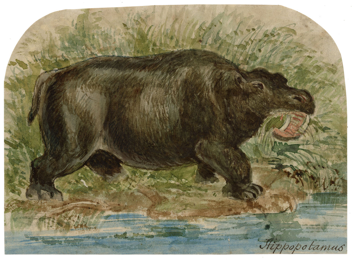 C.H., Hippopotamus – c.1850s watercolour painting