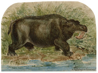 C.H., Hippopotamus – c.1850s watercolour painting