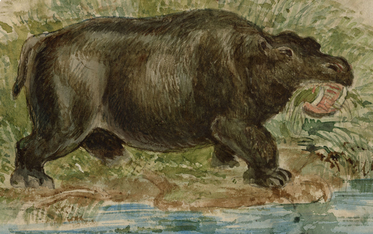 C.H., Hippopotamus – c.1850s watercolour painting