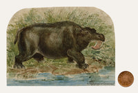 C.H., Hippopotamus – c.1850s watercolour painting