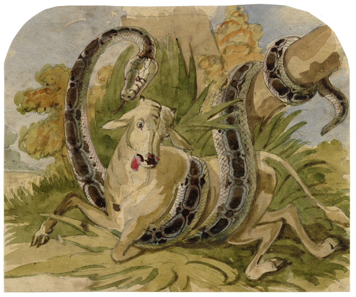 C.H., Python Snake Attacking a Cow – c.1850s watercolour painting