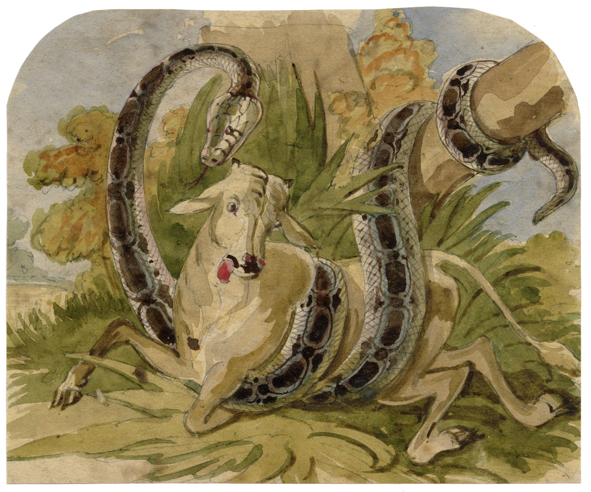 C.H., Python Snake Attacking a Cow – c.1850s watercolour painting
