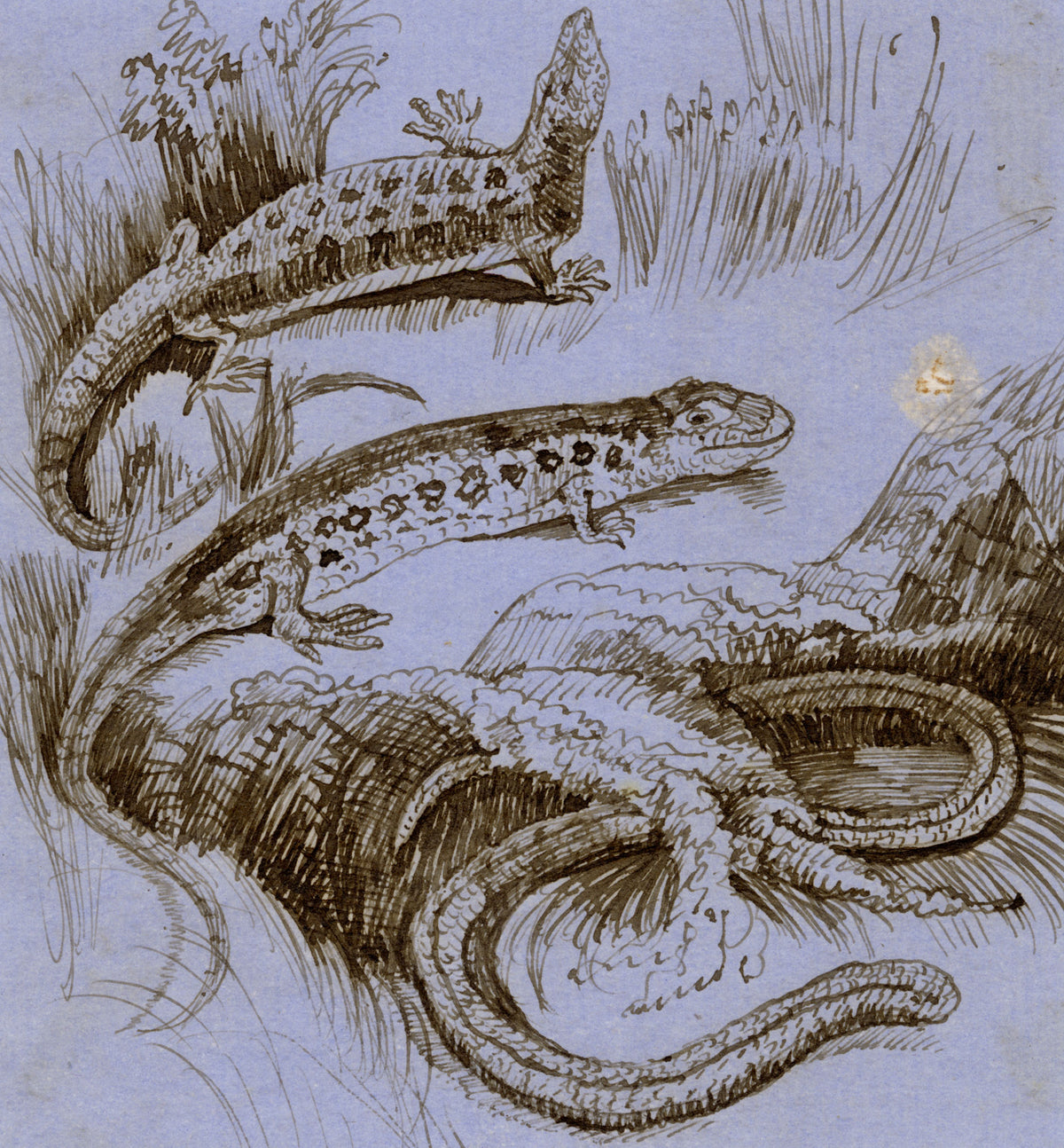 C.H., Three Lizards, Viviparous, Sand, Blindworm – c.1850s pen & ink drawing