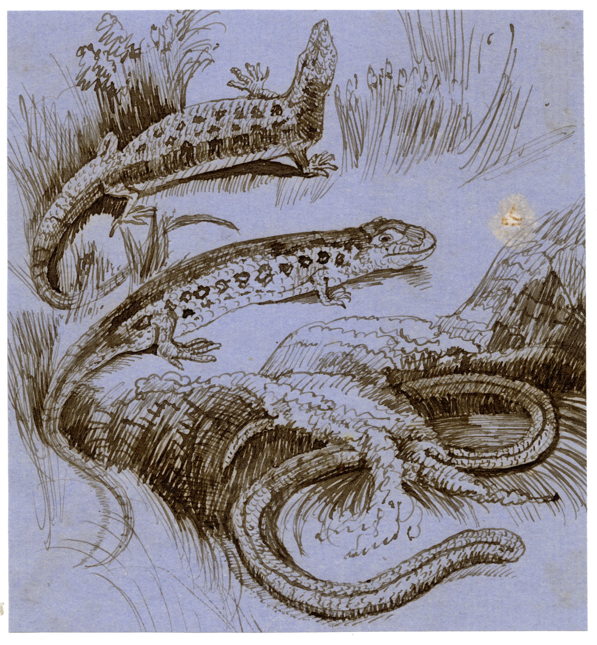 C.H., Three Lizards, Viviparous, Sand, Blindworm – c.1850s pen & ink drawing