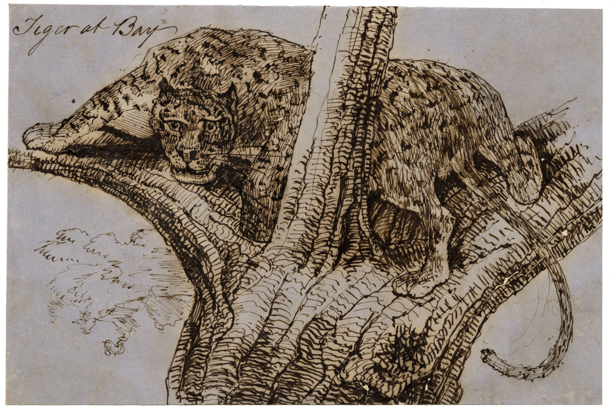 C.H., Leopard at Bay – c.1850s pen & ink drawing