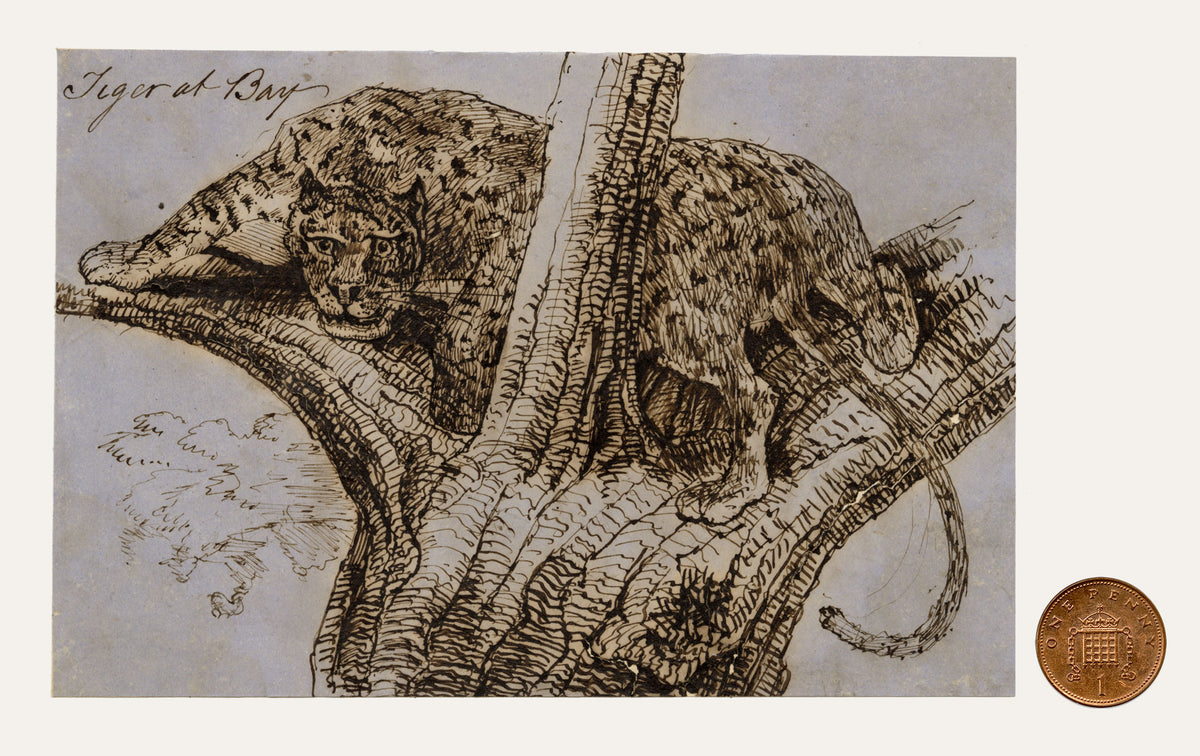 C.H., Leopard at Bay – c.1850s pen & ink drawing
