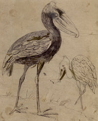 C.H., Shoebill Bird, Stork of the White Nile – c.1860s pen & ink drawing