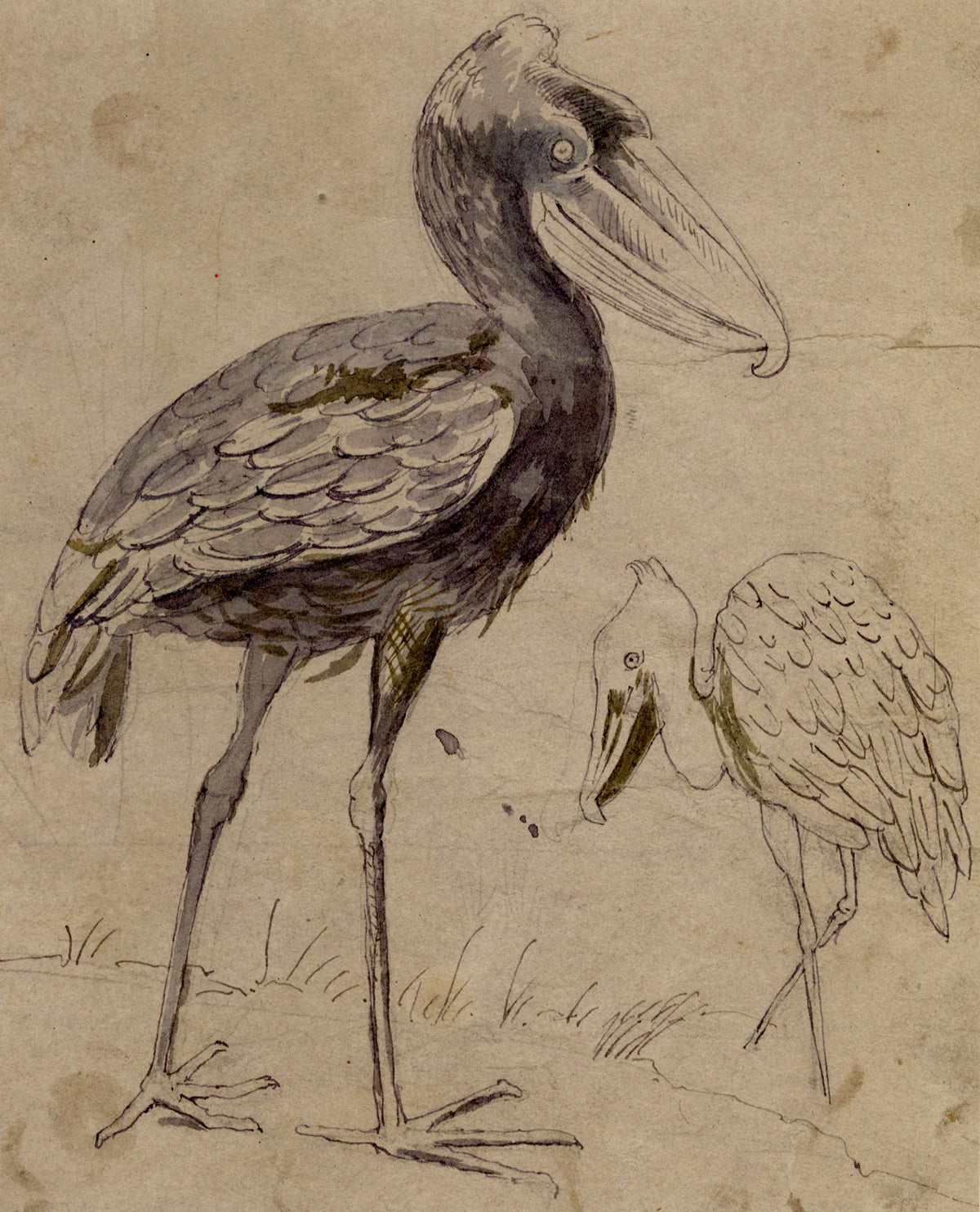 C.H., Shoebill Bird, Stork of the White Nile – c.1860s pen & ink drawing