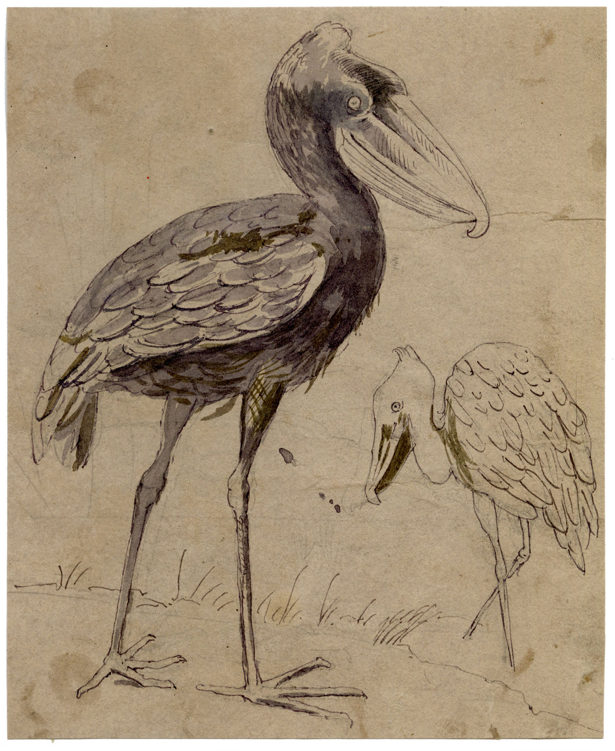 C.H., Shoebill Bird, Stork of the White Nile – c.1860s pen & ink drawing