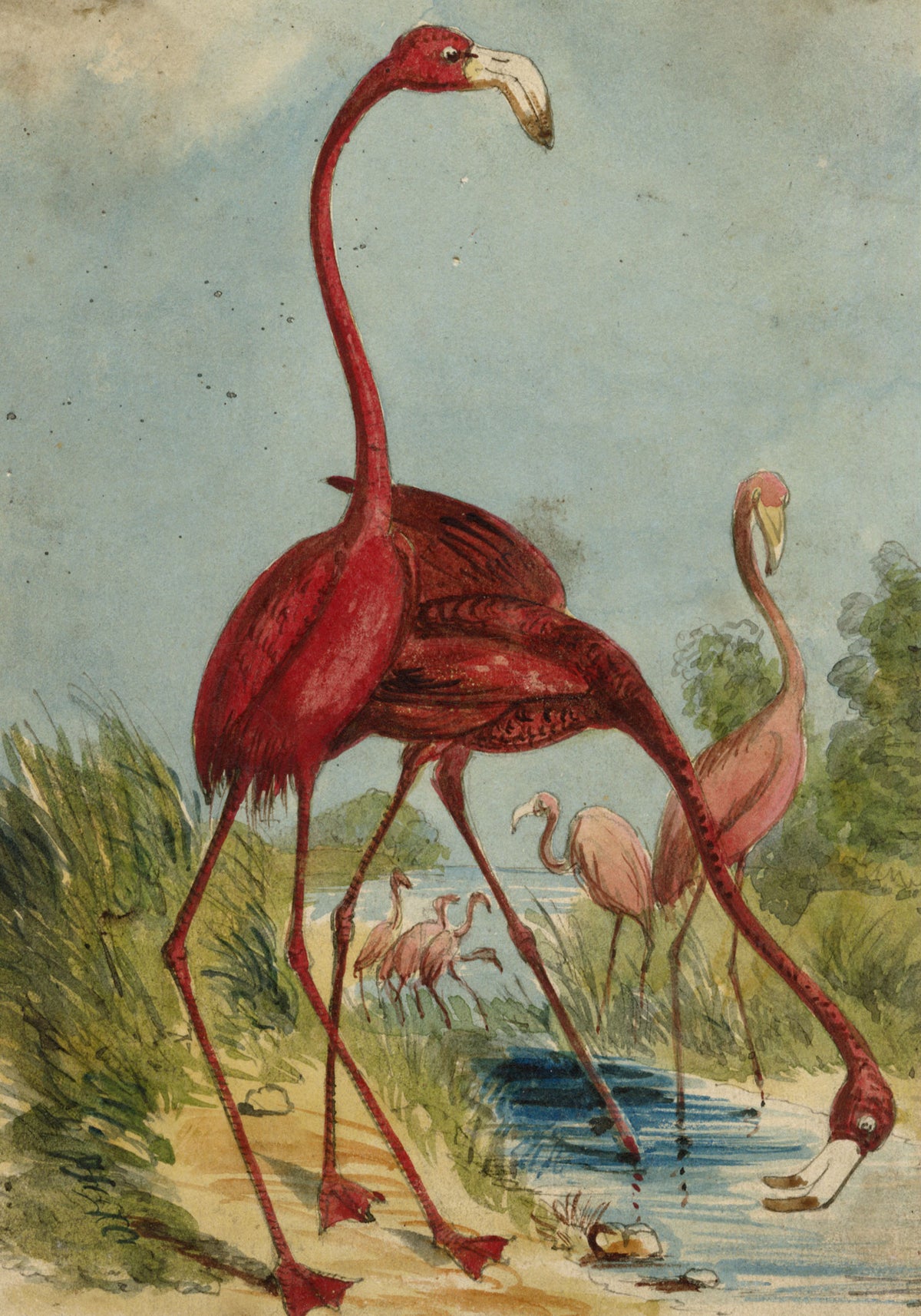 C.H., Flamingo – c.1850s watercolour painting