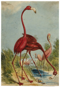 C.H., Flamingo – c.1850s watercolour painting