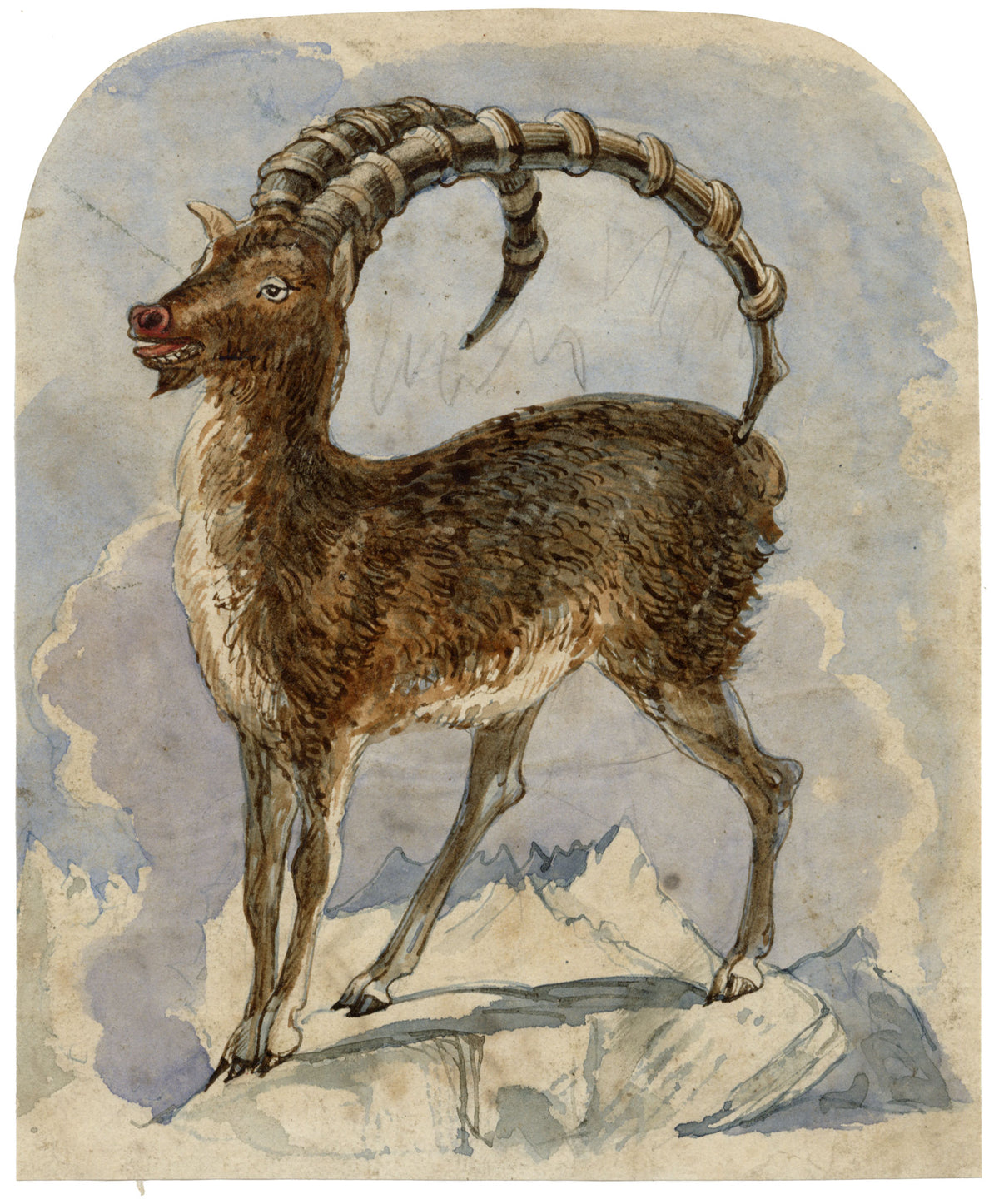 C.H., Alpine Ibex Goat – c.1850s watercolour painting