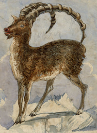 C.H., Alpine Ibex Goat – c.1850s watercolour painting