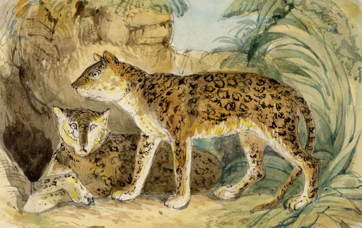 C.H., Syrian Leopard – c.1850s watercolour painting