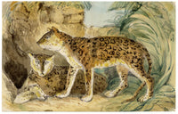 C.H., Syrian Leopard – c.1850s watercolour painting