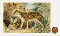 C.H., Syrian Leopard – c.1850s watercolour painting