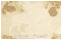 C.H., Syrian Leopard – c.1850s watercolour painting