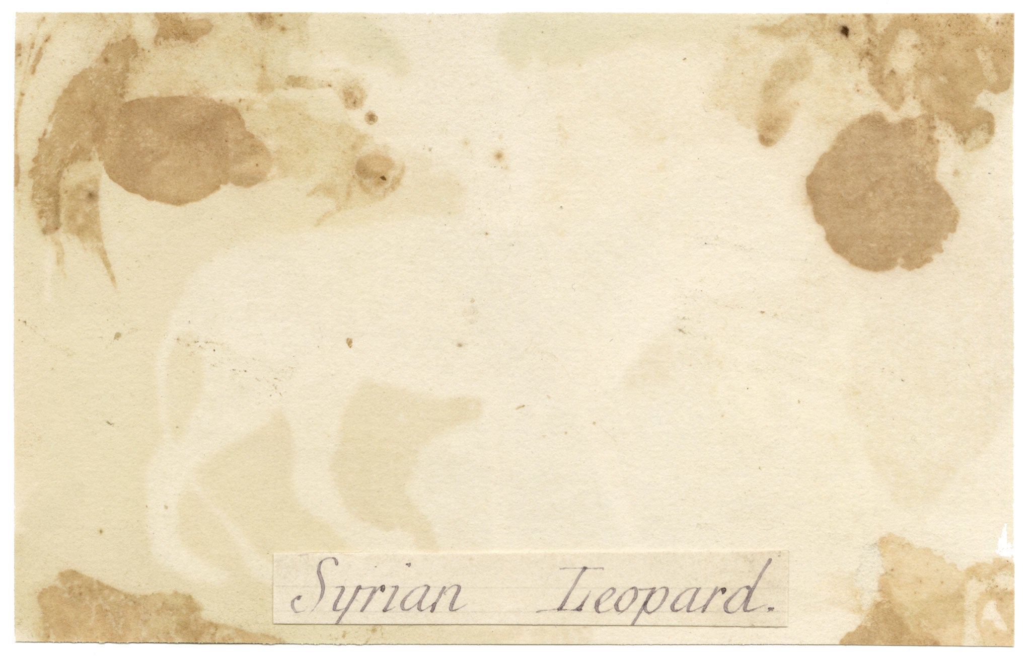 C.H., Syrian Leopard – c.1850s watercolour painting