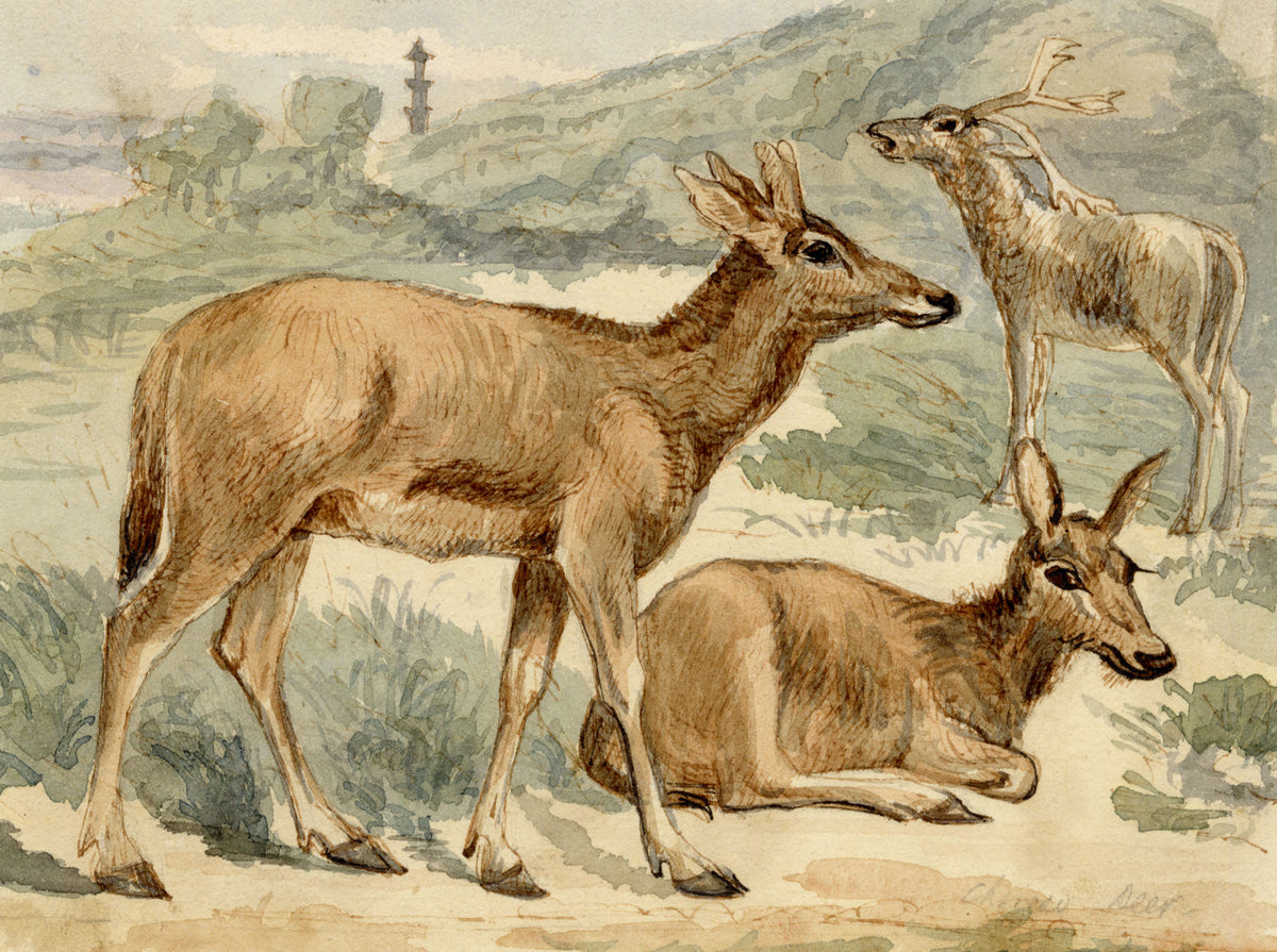 C.H., Chinese Deer – c.1860s watercolour painting