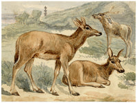 C.H., Chinese Deer – c.1860s watercolour painting