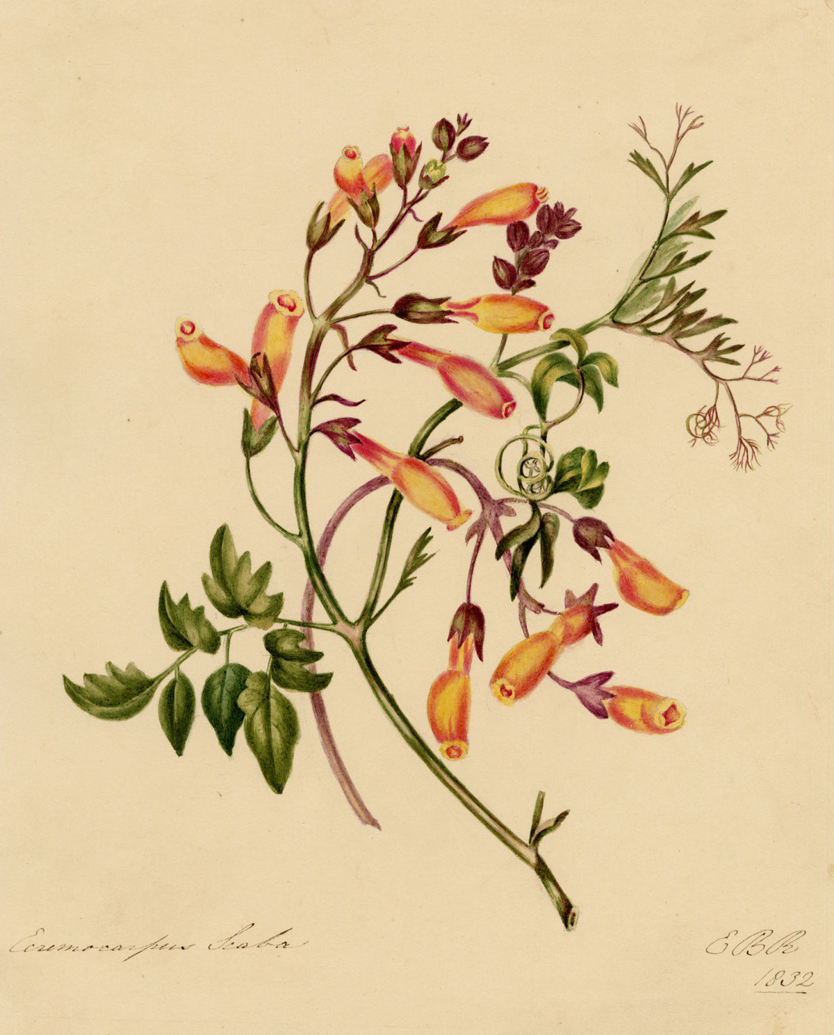 E.B.R., Chilean Glory (Eccremocarpus scaber) Flower – 1832 watercolour painting